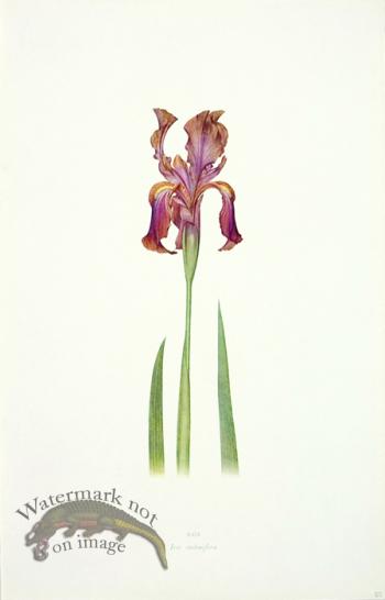 Dykes Iris 07
